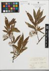 Foto von Salix pentandra L. x Salix triandra L.